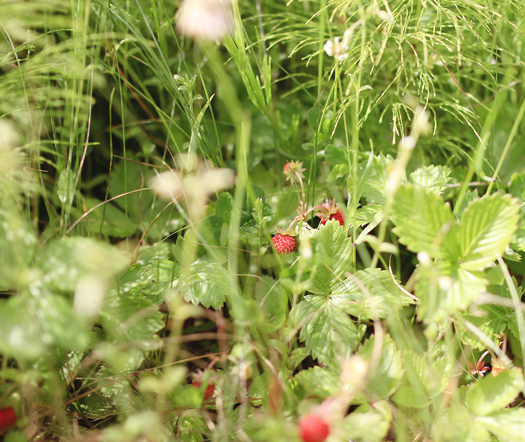 midsommar-lillabuvik-02