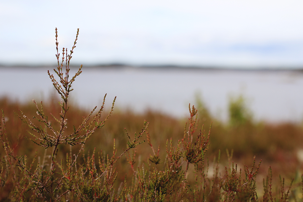 midsommar-lillabuvik-17