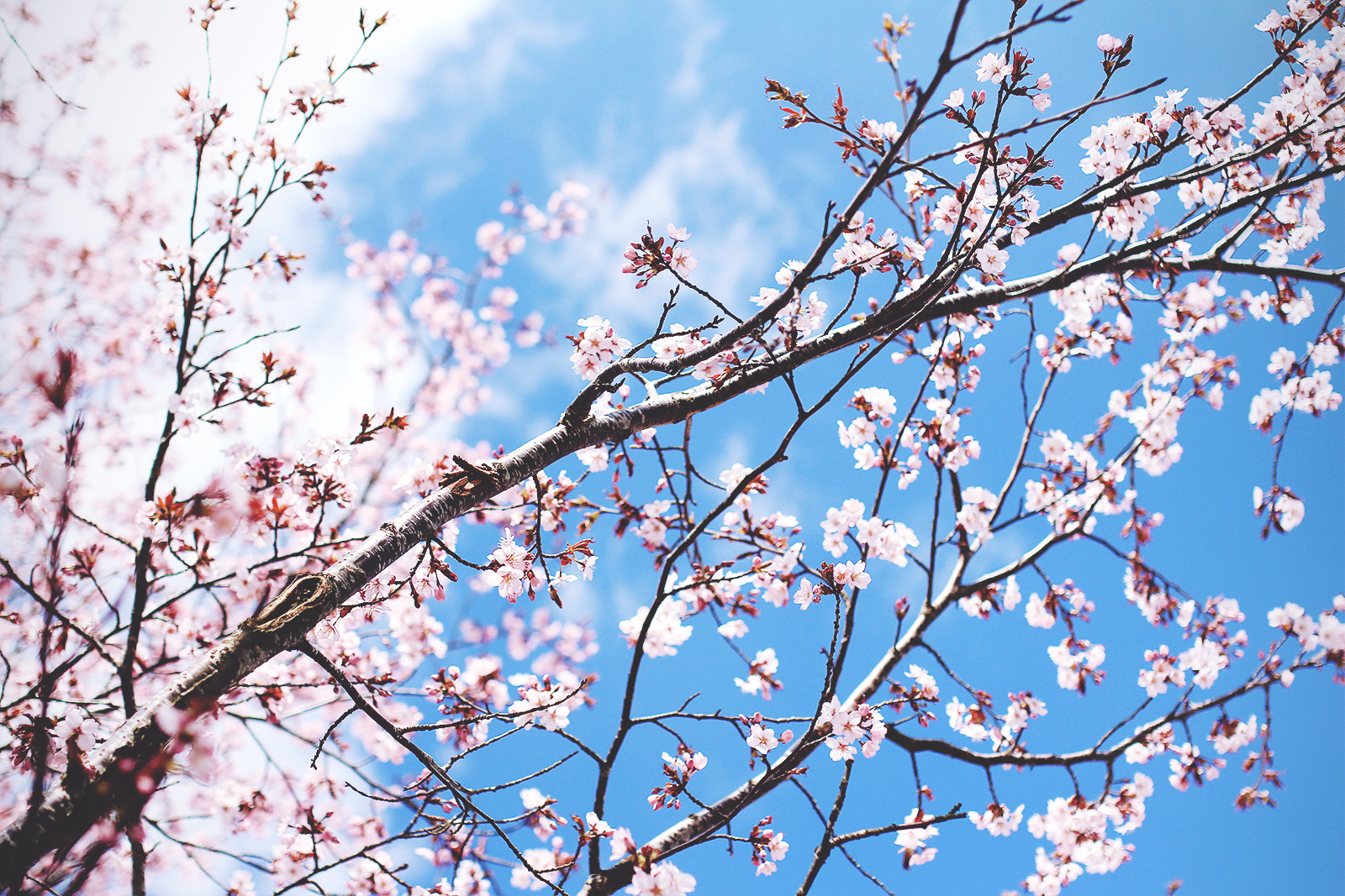 cherryblossom-lish-02