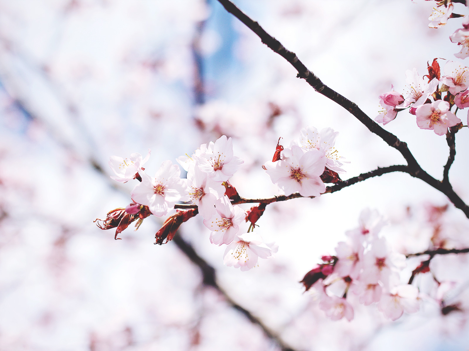 cherryblossom-lish-03