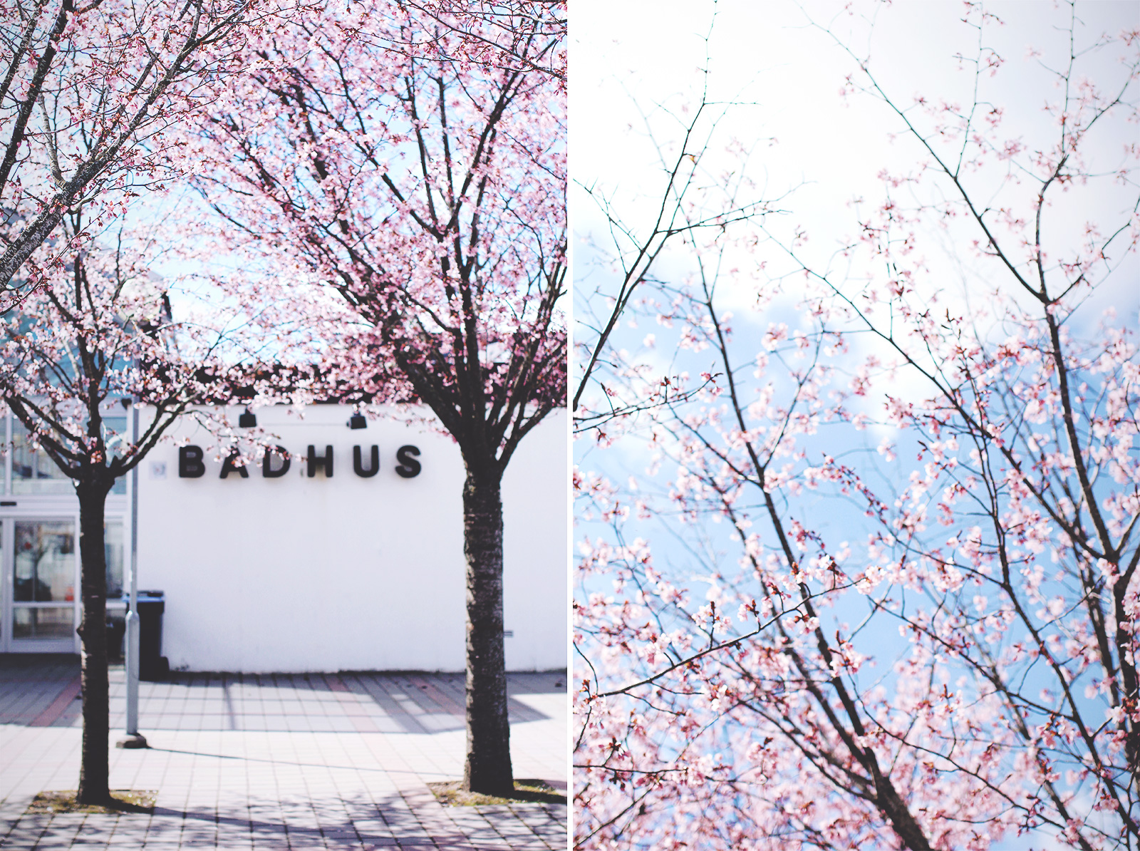 cherryblossom-lish-08