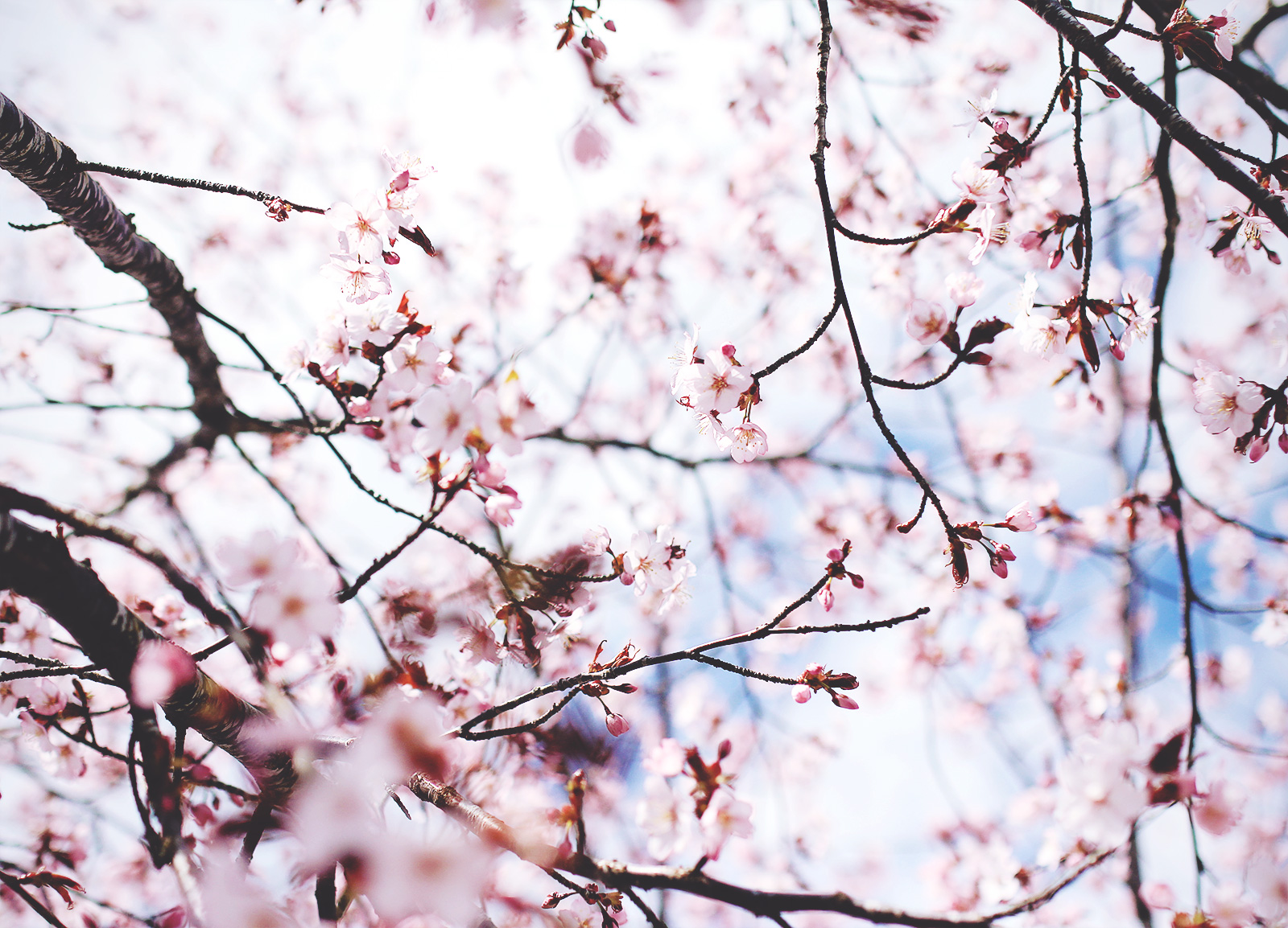 cherryblossom-lish-09